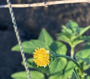 マスクごみ アイキャッチ