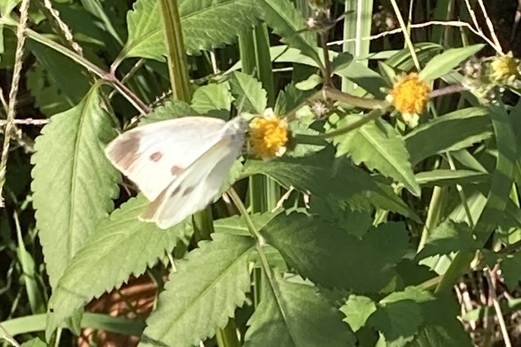 ラン帰りのpickup、秋のうちに アイキャッチ