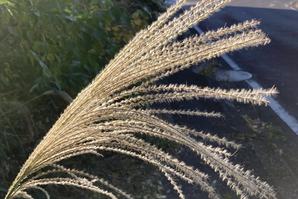 やはり晴天 アイキャッチ