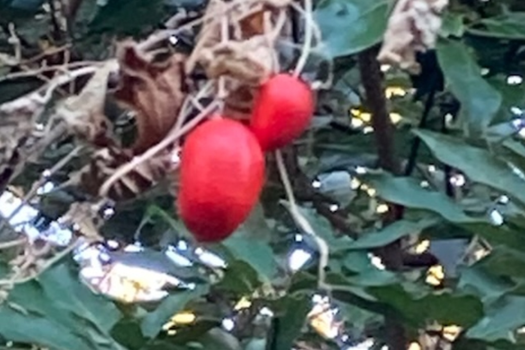 カラスウリって アイキャッチ