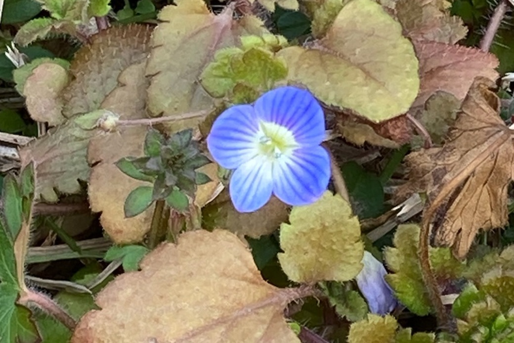 早春 アイキャッチ