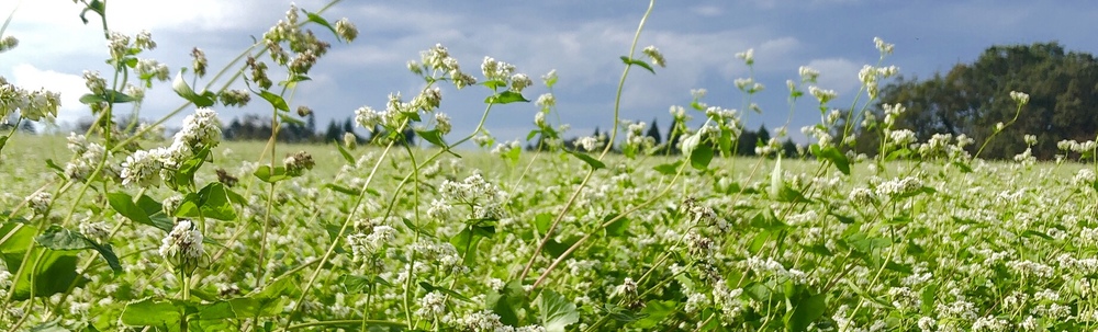 Blue Trash  D&C カバー