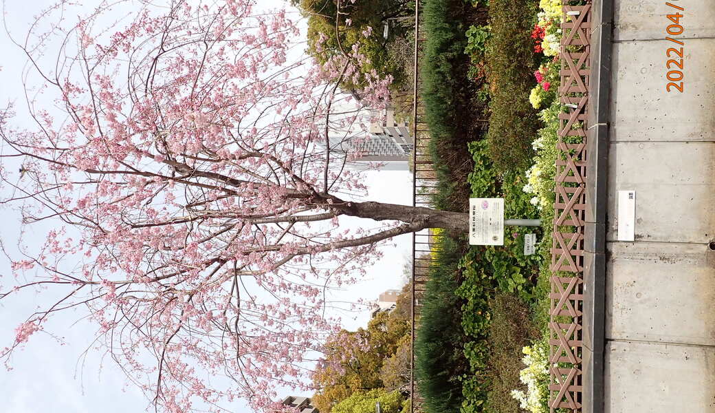 大通り公園水の広場愛護会４月一斉環境美化活動 アイキャッチ