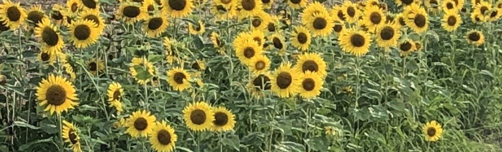 特定非営利活動法人愛えん カバー