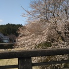 わかち愛 プロフィール