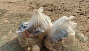 ビーチクリーン② アイキャッチ