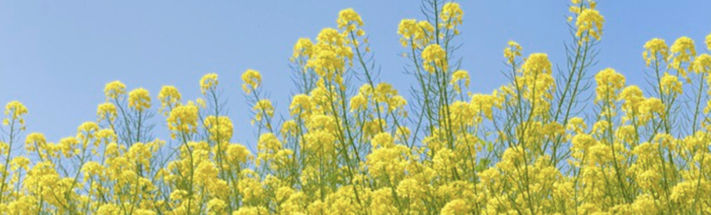 町を綺麗にしようプロジェクト カバー