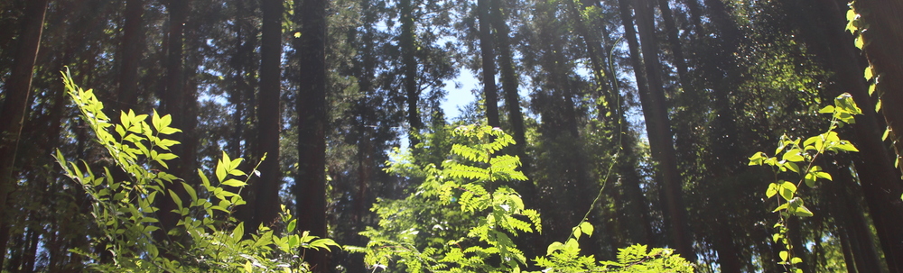 NPO法人トチギ環境未来基地 カバー