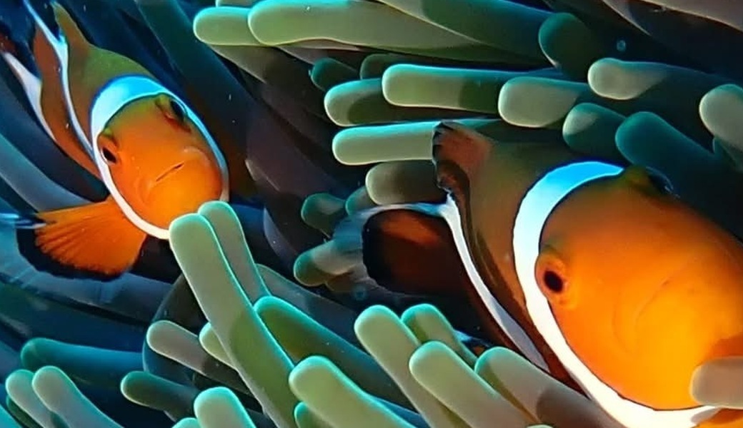 【BLUE SANTA 2025企画】Sea's Motherビーチクリーンアップ in沖縄 2025.7.12 アイキャッチ