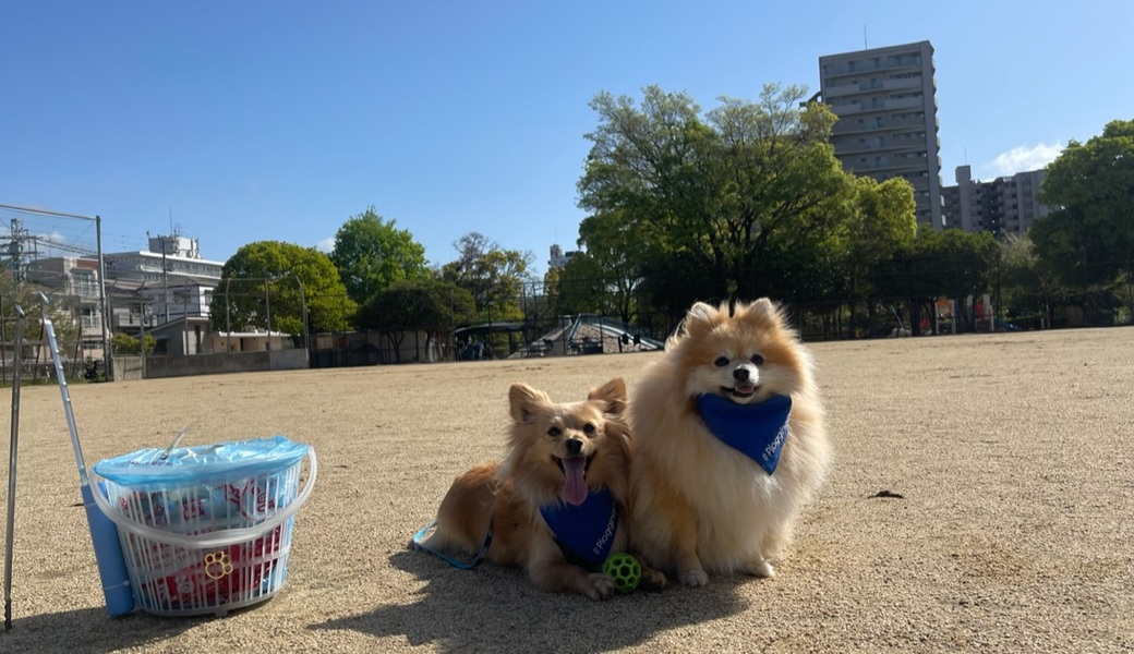 プロギングドッグ　朝ん歩 レポート
