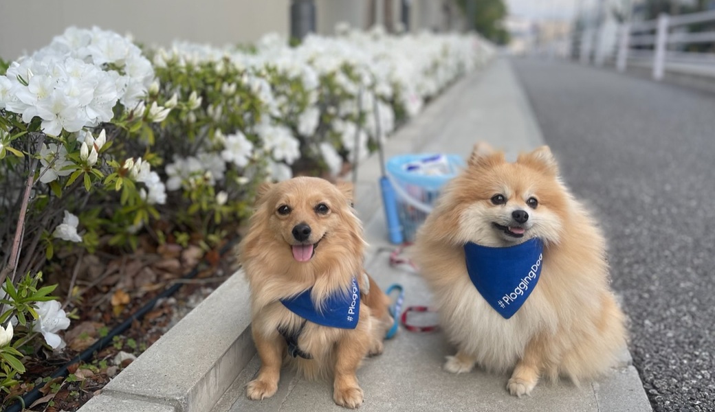 プロギングドッグ　夕ん歩 レポート