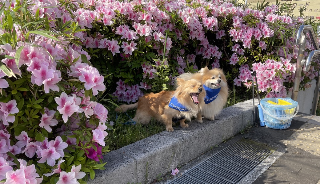 プロギングドッグ　朝ん歩 レポート