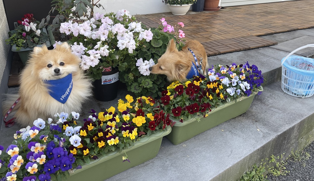 プロギングドッグ　朝ん歩 レポート