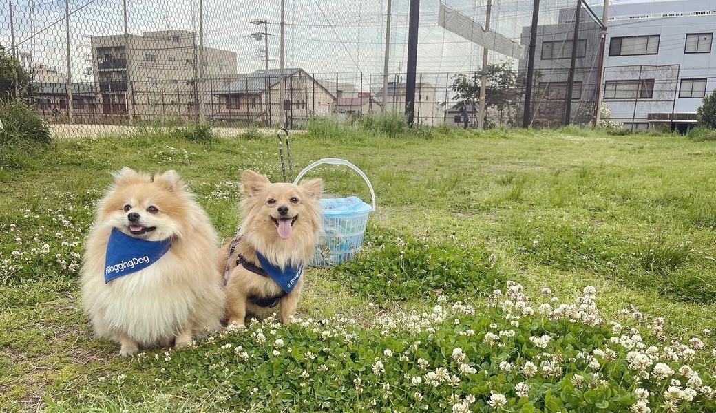 プロギングドッグ　夕ん歩 レポート