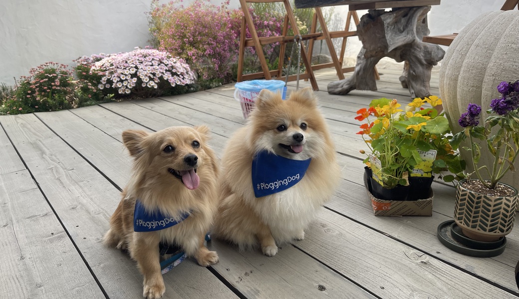 プロギングドッグ　朝ん歩 レポート