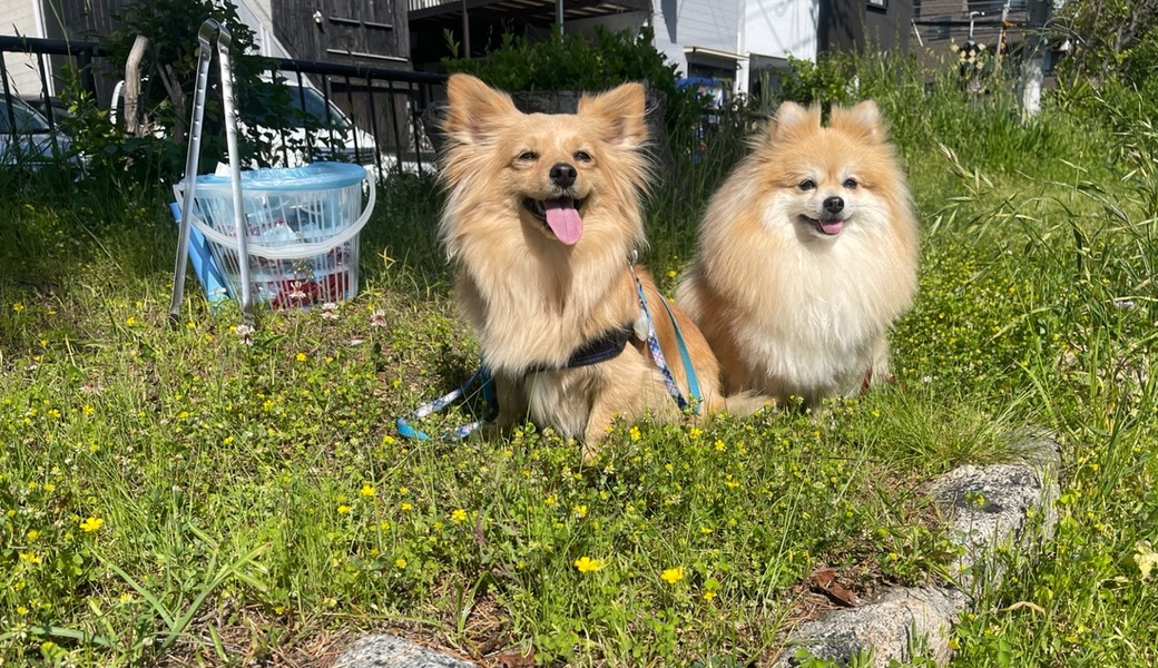 プロギングドッグ　朝ん歩 レポート