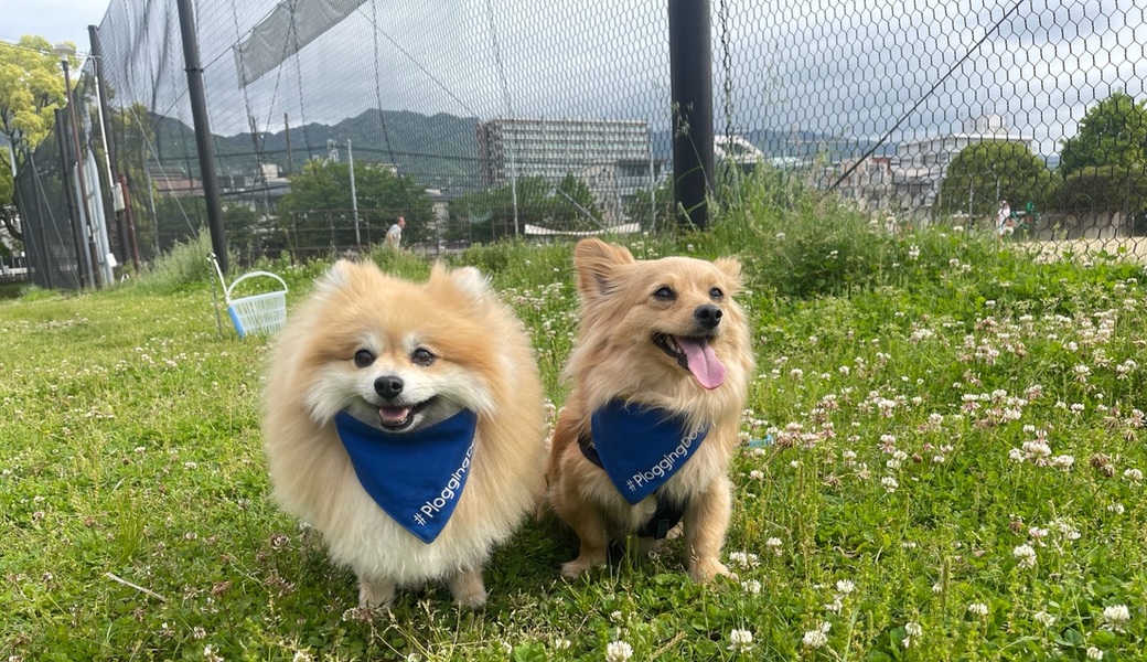 プロギングドッグ　朝ん歩 レポート