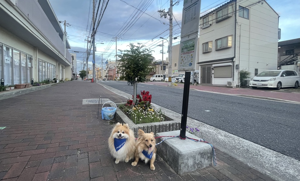 プロギングドッグ　夕ん歩 レポート