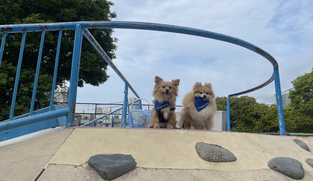 プロギングドッグ　朝ん歩 レポート