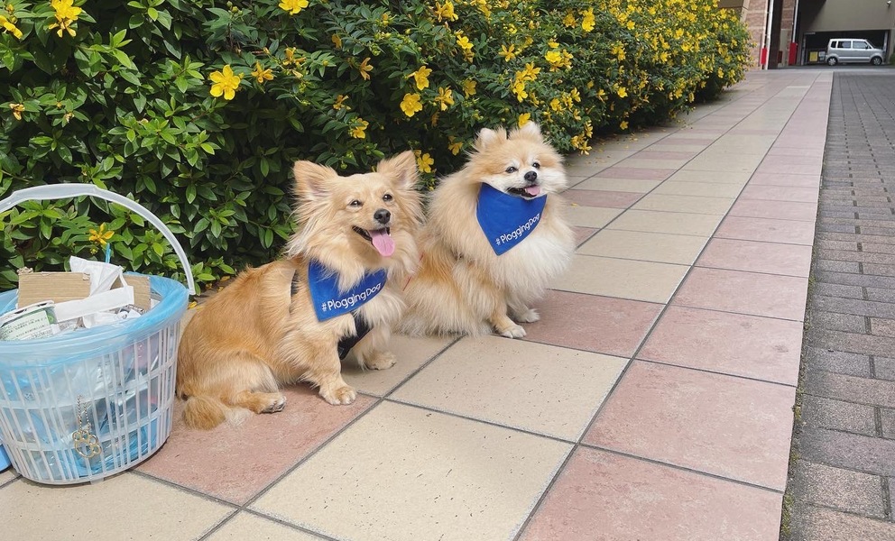 プロギングドッグ　朝ん歩 レポート