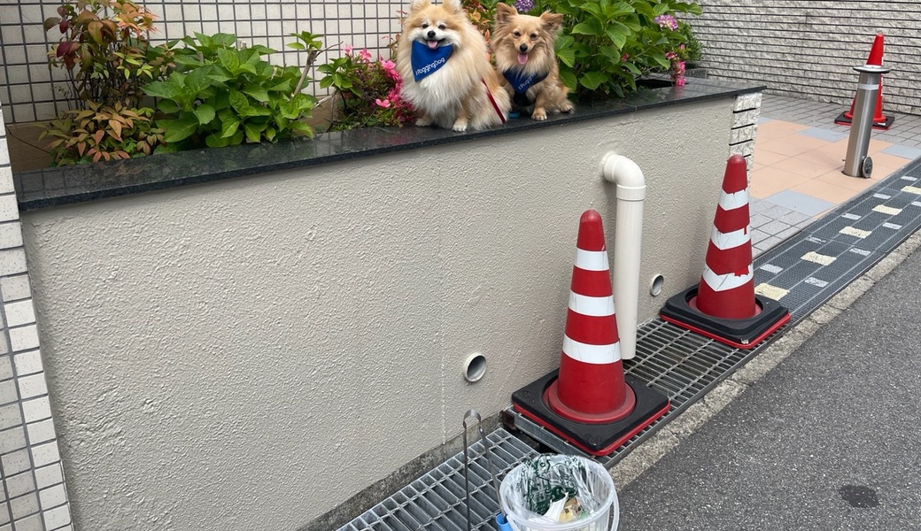 プロギングドッグ朝ん歩 レポート