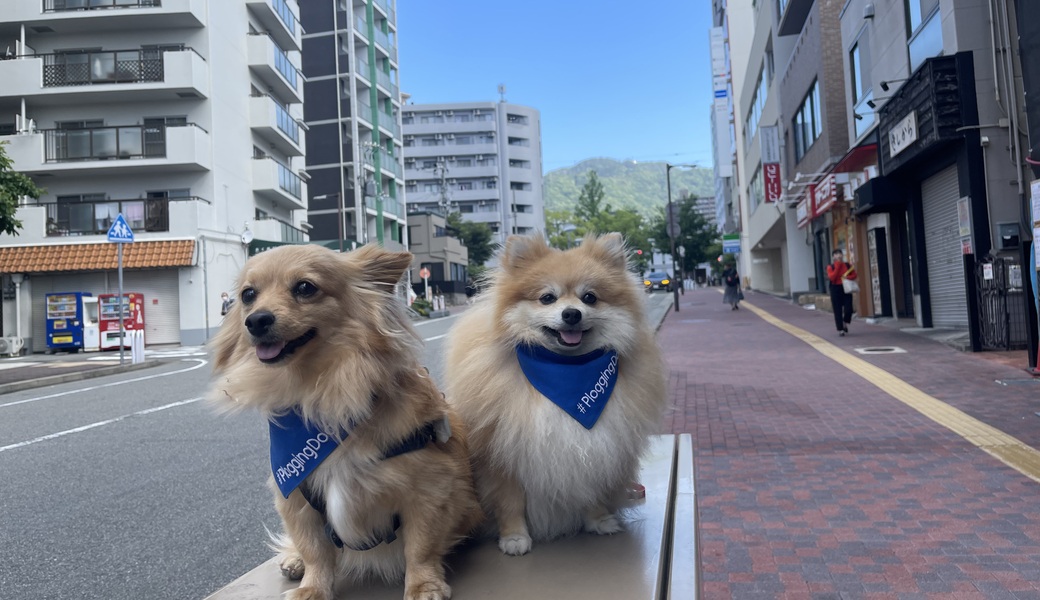 プロギングドッグ　朝ん歩 レポート