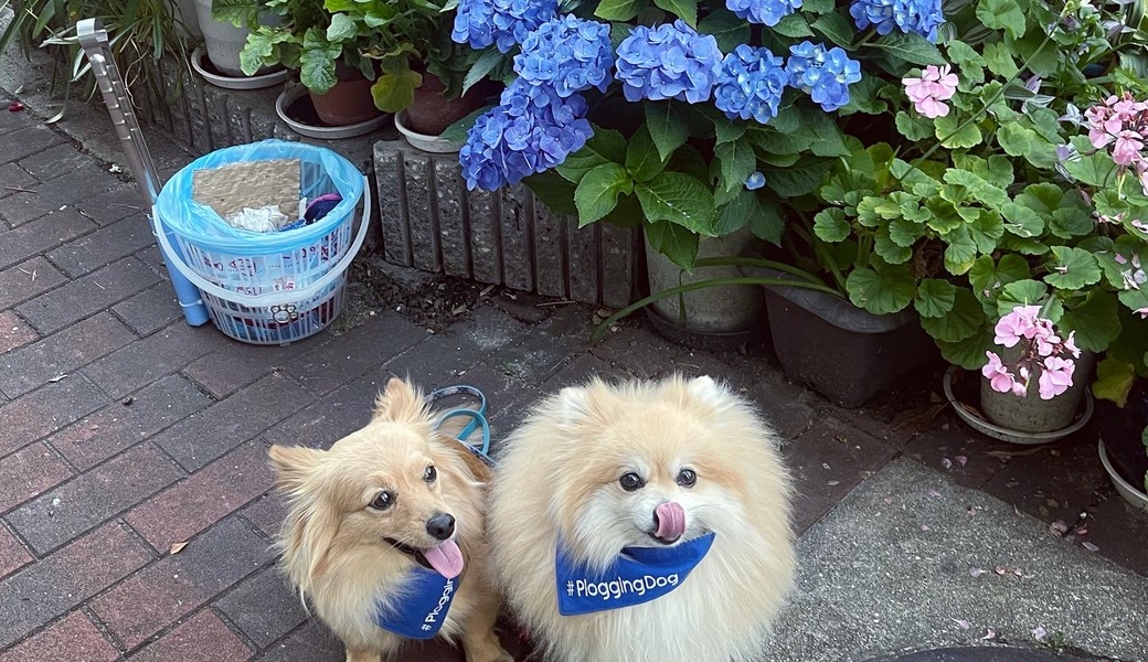 プロギングドッグ夕ん歩 レポート