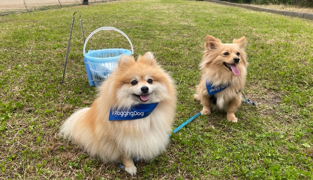 プロギングドッグ　夕ん歩 レポート