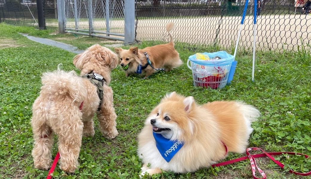 プロギングドッグ　朝ん歩 レポート