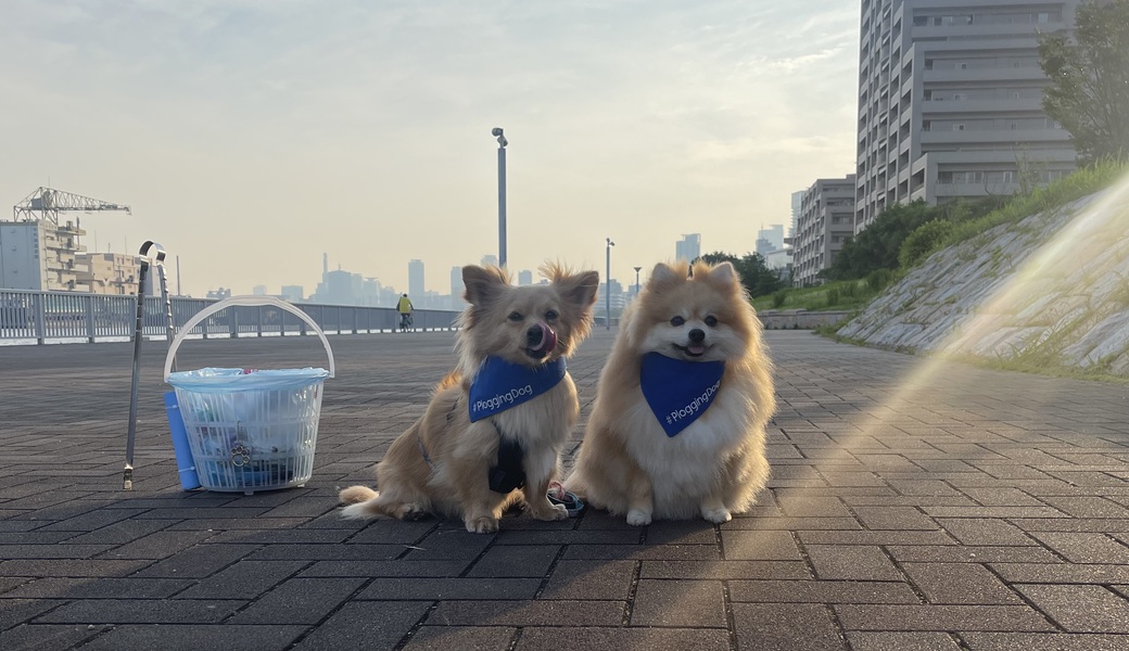 プロギングドッグ　夕ん歩 レポート