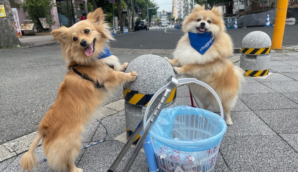 プロギングドッグ　朝ん歩 レポート