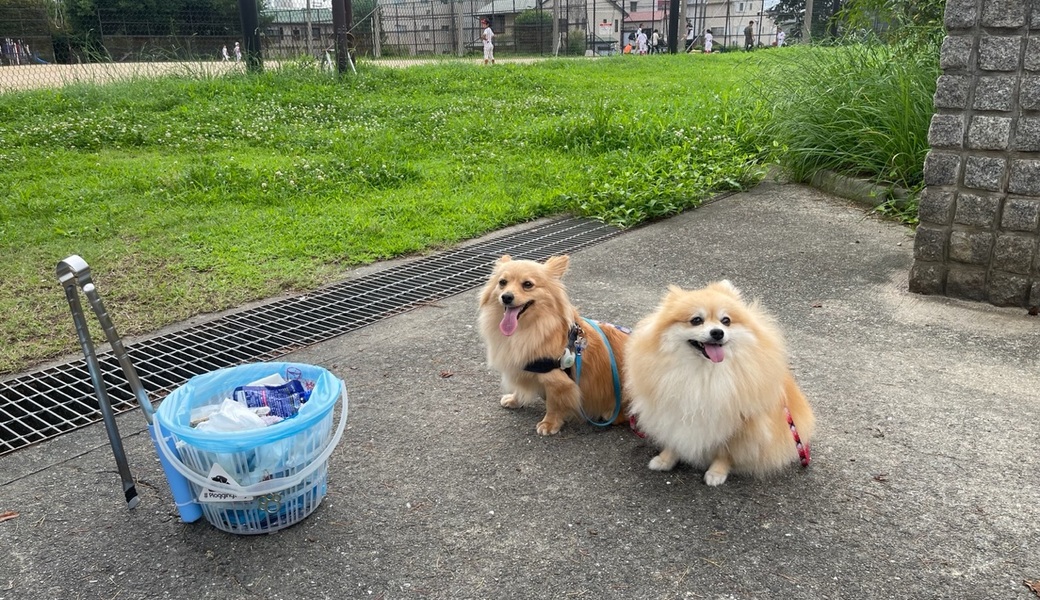 プロギングドッグ　朝ん歩 レポート