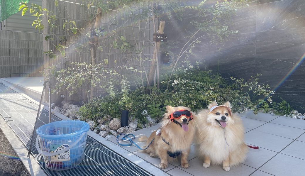 プロギングドッグ　朝ん歩 レポート