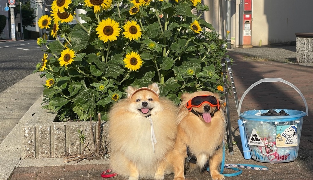 プロギングドッグ朝ん歩 レポート