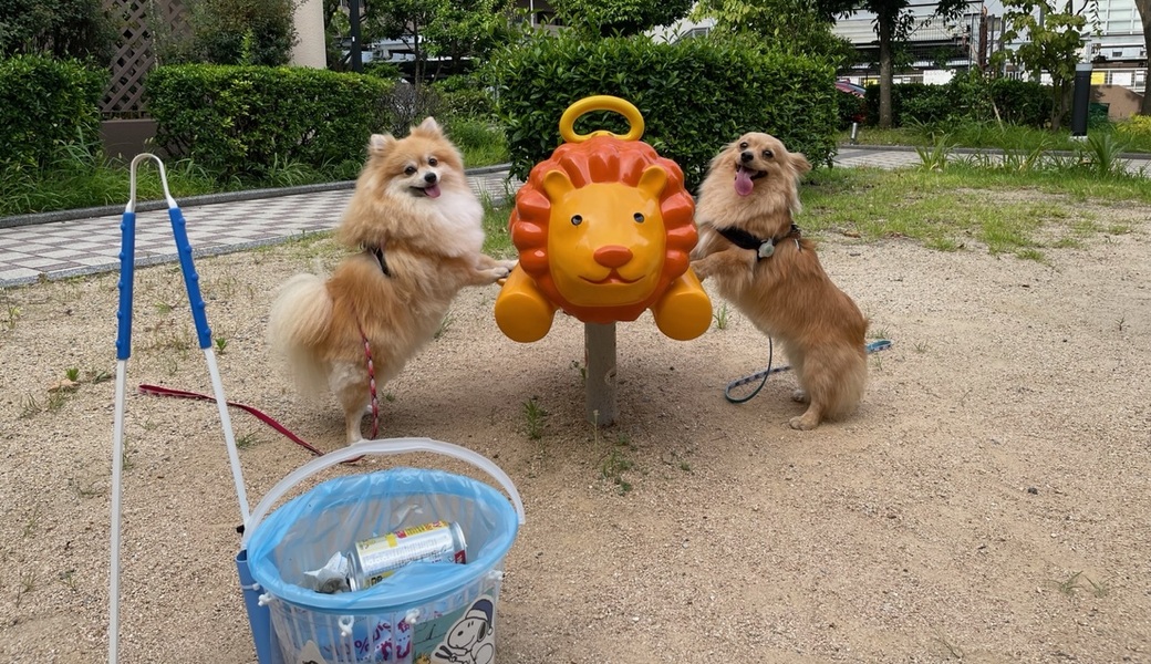 プロギングドッグ　朝ん歩 レポート