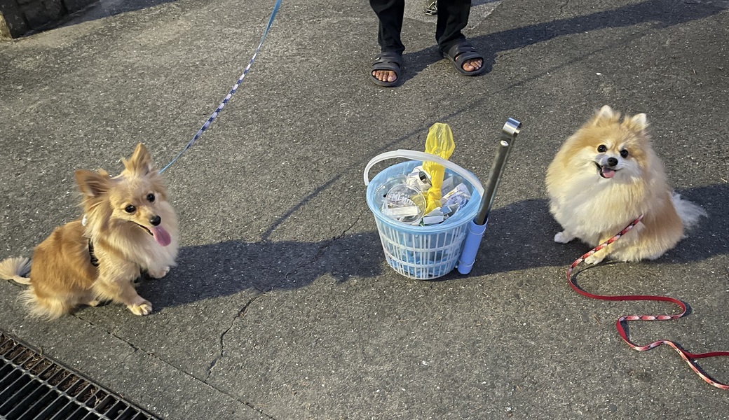 プロギングドッグ　夕ん歩 レポート