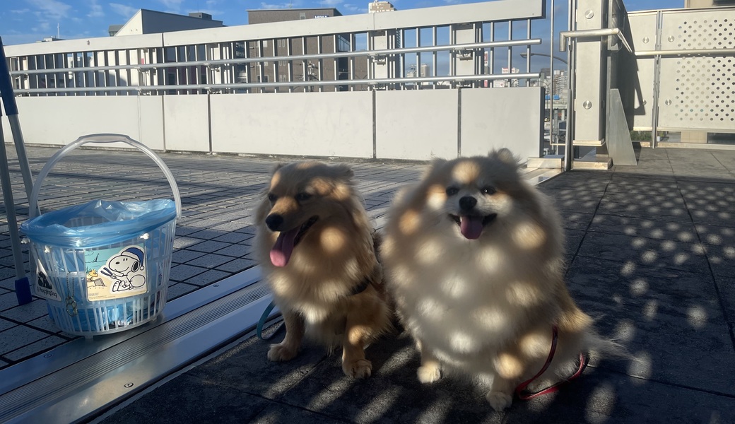 プロギングドッグ　朝ん歩 レポート