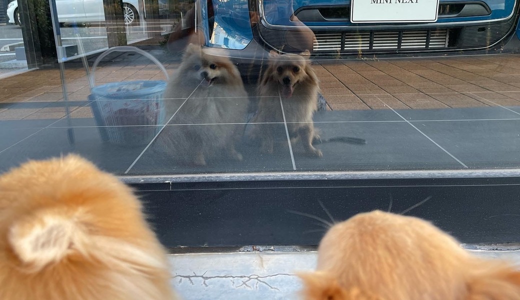 プロギングドッグ　朝ん歩 レポート