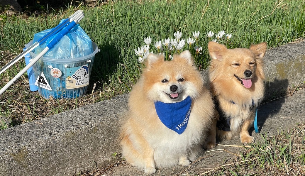 プロギングドッグ朝ん歩 レポート