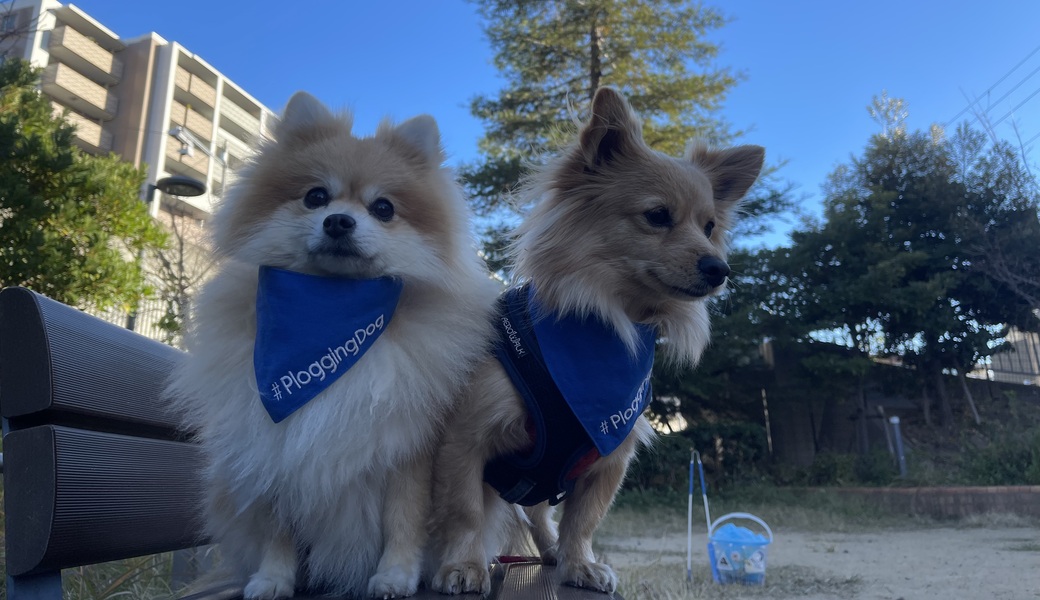 プロギングドッグ朝ん歩 レポート