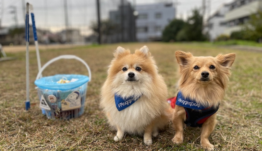 プロギングドッグ朝ん歩 レポート