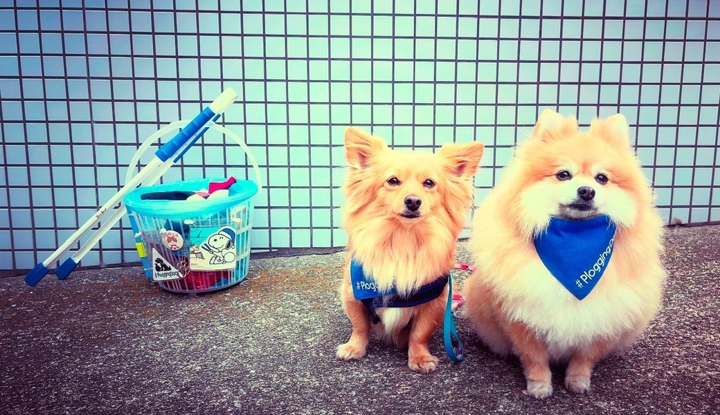 プロギングドッグ朝ん歩 レポート