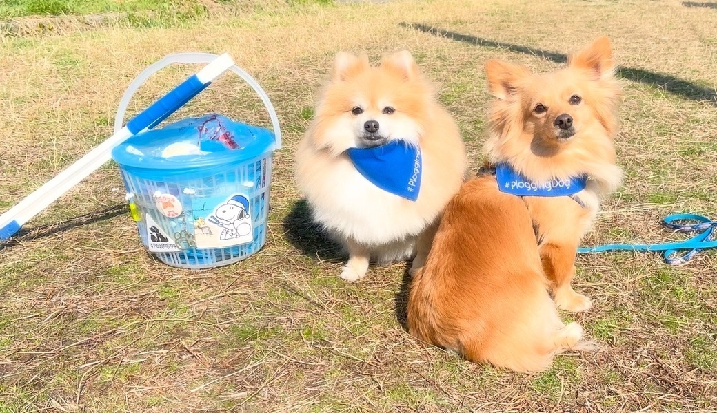 プロギングドッグ　朝ん歩 レポート