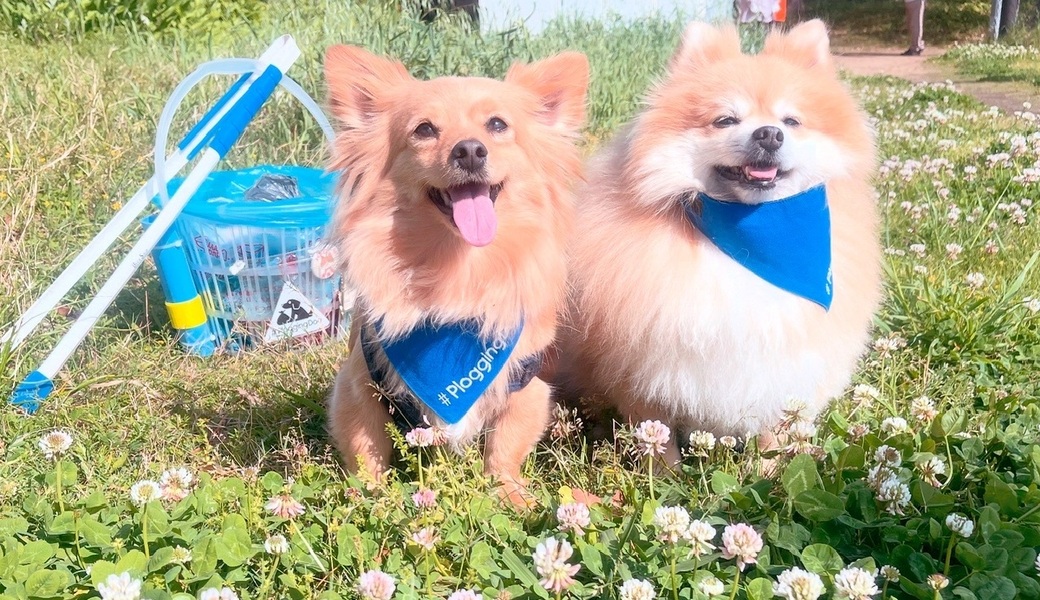 プロギングドッグ朝ん歩 レポート