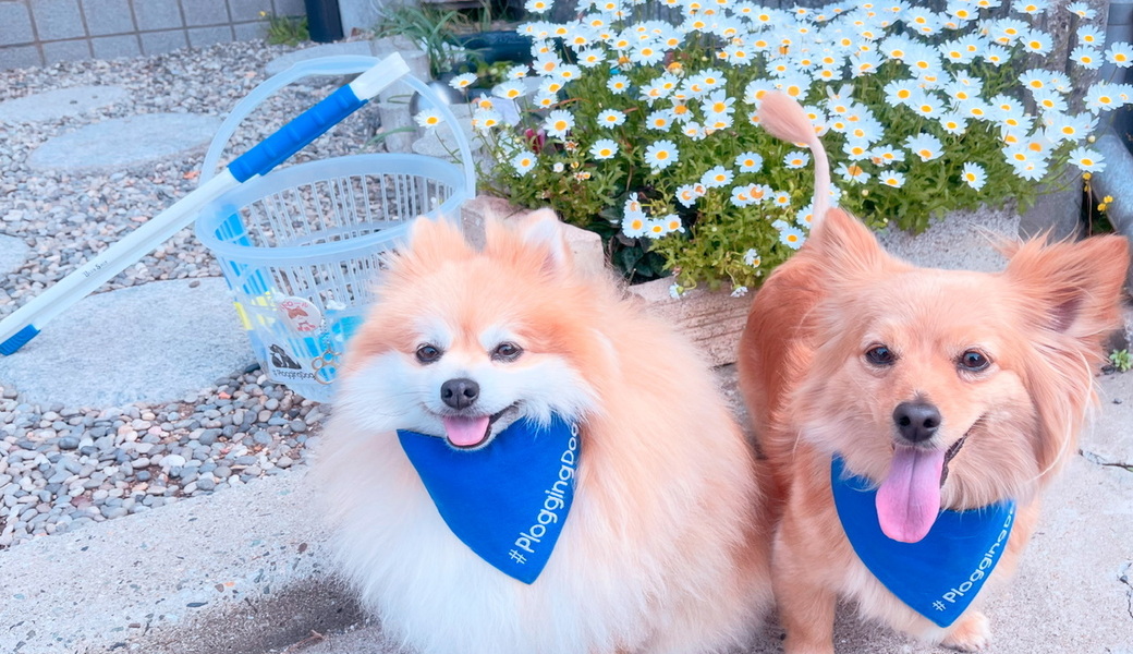 プロギングドッグ朝ん歩 レポート