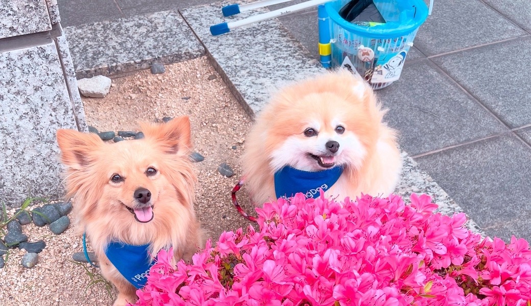 プロギングドッグ朝ん歩 レポート