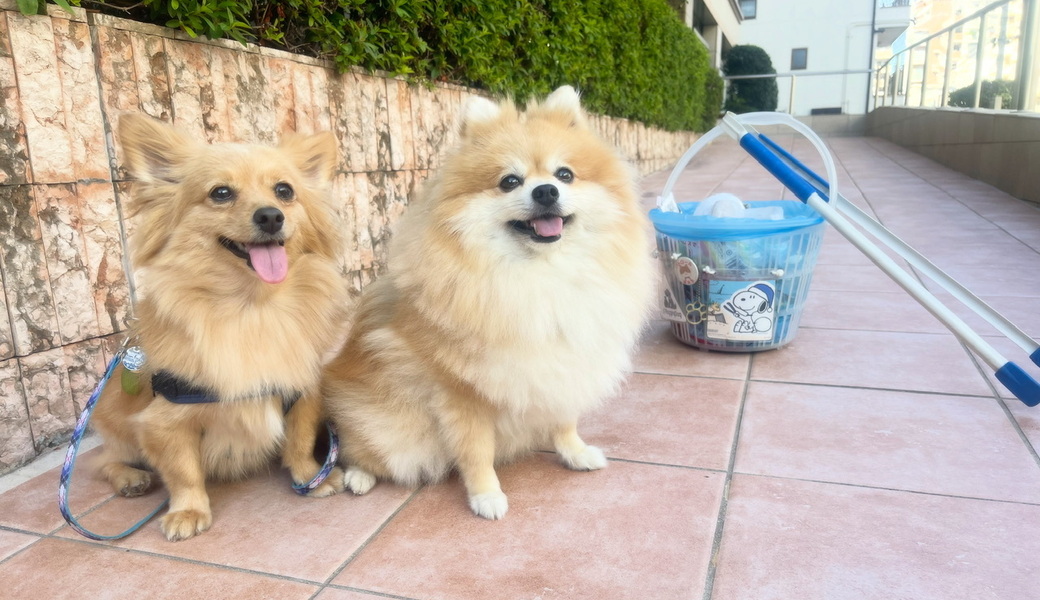 プロギングドッグ朝ん歩 レポート