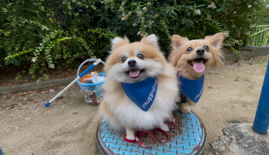 プロギングドッグ朝ん歩 レポート