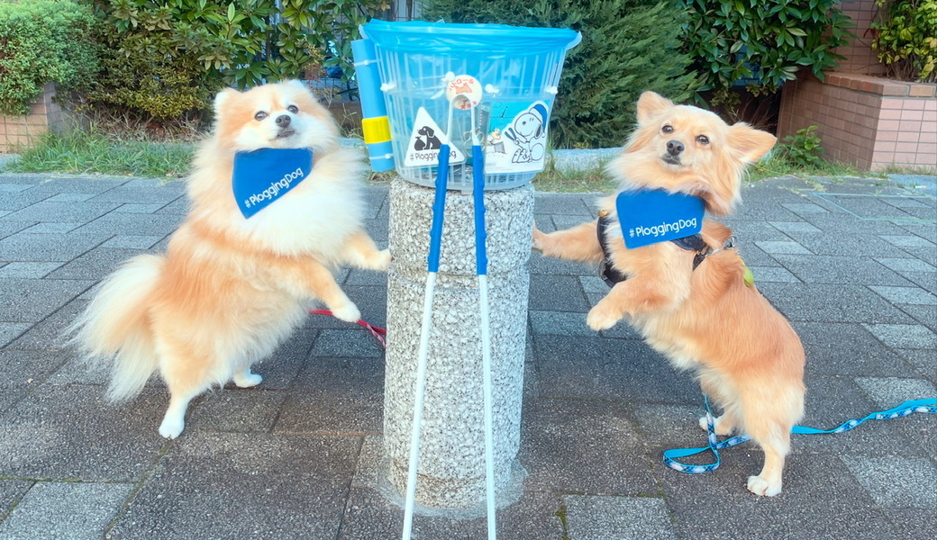 プロギングドッグ朝ん歩 レポート