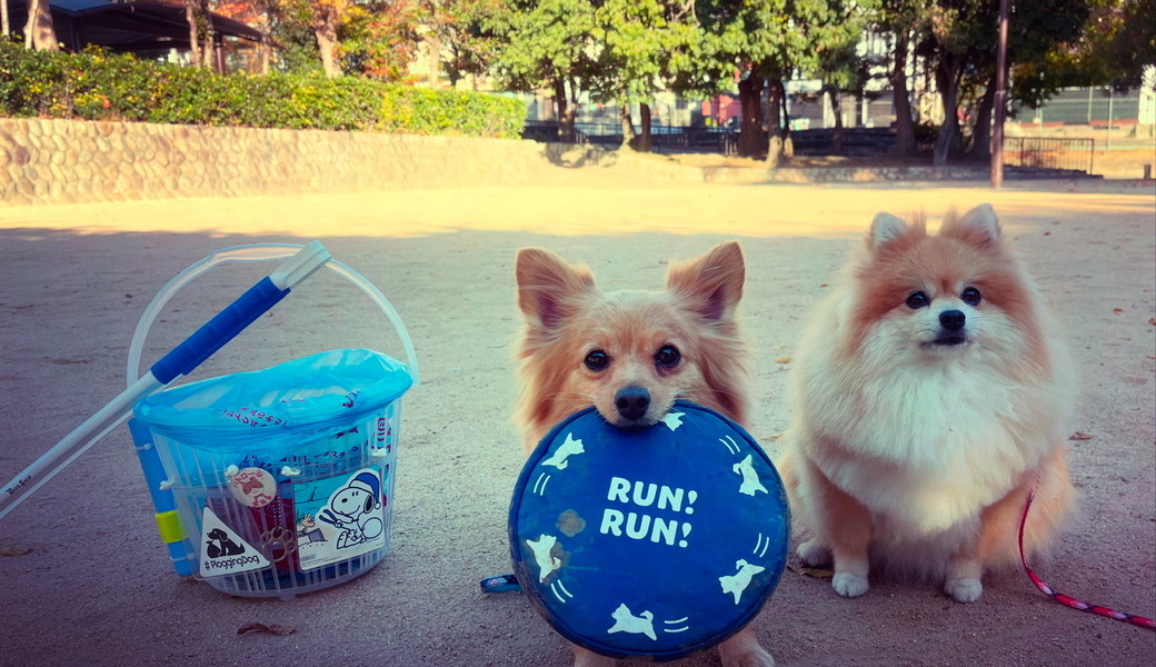 プロギングドッグ朝ん歩 レポート